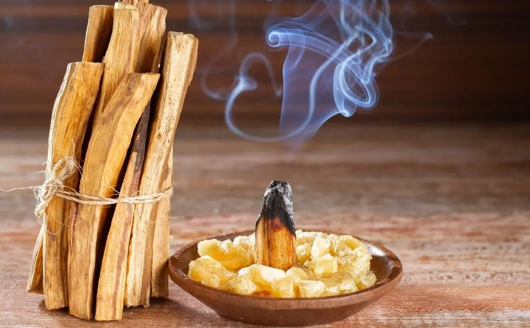 Palo Santo  legendarne drewno z Ameryki Południowej