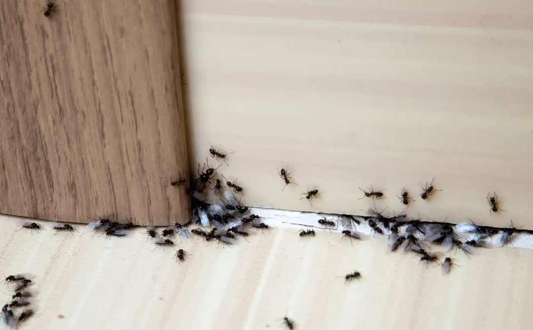 Radzimy, jak szybko zwalczyć mrówki w domu. Dzięki tym metodom to dziecinnie proste