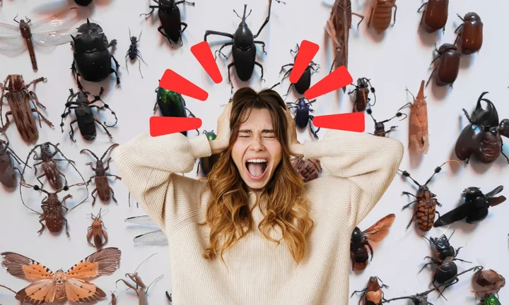 Inwazja owadów nadciąga! Bądź przygotowany