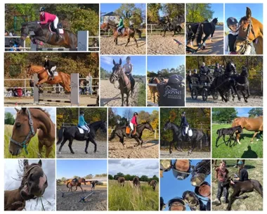 Grafika promocyjna wydarzenia Szkolenie z zasad imprintingu źrebiąt — praktyczne warsztaty w Piasecznie