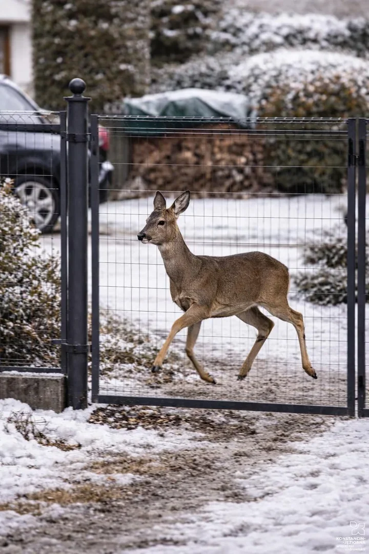 Konstancin-Jeziorna przedłuża współpracę z azylem ratującym dzikie zwierzęta