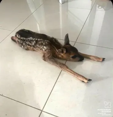 Młoda sarna w domu zamiast w lesie fundacja apeluje, by nie pomagać na własną rękę