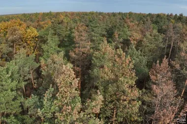 Chore sosny w prywatnych lasach. Nadleśnictwo Chojnów wzywa do szybkiego działania