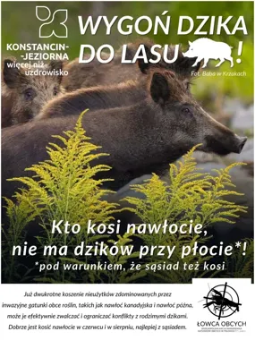 Nawłoć daje schronienie dzikom. Sierpień to czas koszenia