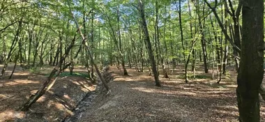 Leśnicy porządkują Adamów-Zalesie – prace dla bezpieczeństwa i odbudowy przyrody